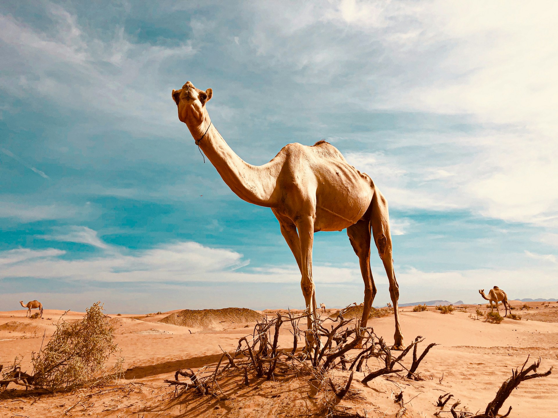 Evening Desert Safari