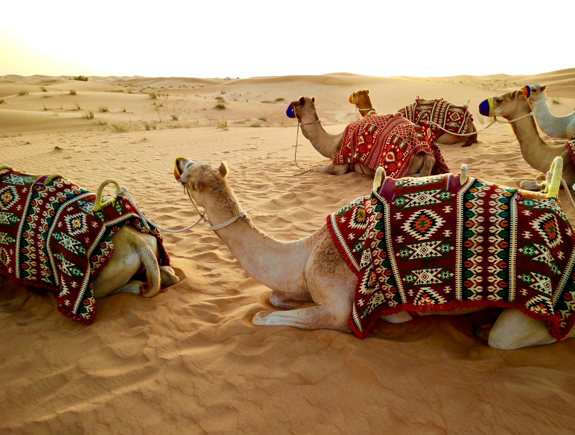Evening Desert Safari